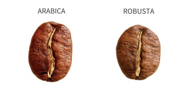 phân biệt arabica và robusta